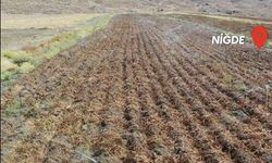 İmrahor Barajı’nın Devreye Girmesiyle Tarım Canlandı