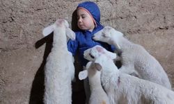 Kuzuların Arasında Kalan Minik Yusuf’un Sözleri Gülümsetti