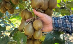 Kivi Hasadına Sayılı Günler Kaldı: Üreticilere Erken Hasat Uyarısı