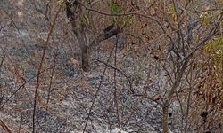 Bahçesini Temizlerken Alevlerin Arasında Kaldı, Yaşamını Yitirdi