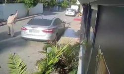 Köpeği Tabancayla Vuran Emekli Polise 4 Yıl Hapis Talebi