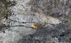 İlginç Olay: Çakmak Çakıldı, Kayalar Yandı