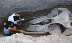 Mersin’de 16 Metrelik Fin Balinası Yeniden Hayat Buluyor