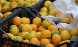 Mandalina fiyatı 2 TL’ye düşünce tonlarca ürün ücretsiz dağıtıldı