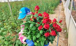 Gül Üreticisi Dertli: “Asıl Parayı Aracılar Kazanıyor”