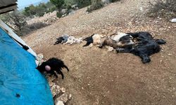 Tarsus’ta Ağıla Yabani Hayvan Saldırdı: 12 Küçükbaş Telef Oldu