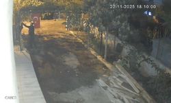 Tavuk Hırsızlığı Kamerada: Mavi Yumurtlayan 5 Tavuk Kayboldu