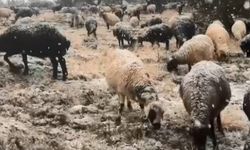 Mersin’in Yüksek Kesimlerinde Mevsimin İlk Karı Yağdı