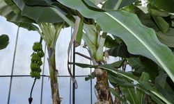 Bozyazı’da Hırsızlık Şoku: Seralardan Muz, Bahçelerden Avokado Topladılar