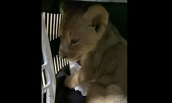 Yasa Dışı Yolla Getirilen Afrika Aslanı Bulundu