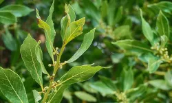 Ormanda kendiliğinden yetişiyor! Litresi 1000 TL'ye satılıyor