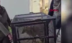 Su Kuyusunda Bitkin Bulunan Çakal Doğaya Geri Bırakıldı