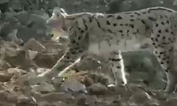 O ilde vaşak görüntülendi