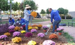 Toroslar Ekilen Kasımpatılar ile Renklendi