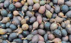 Kuraklık vurunca fiyatı arttı! Değeri neredeyse altını geçti