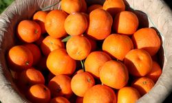 DEM Partili Koca'dan Bakanlığa Soru Yağmuru!