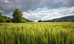 Mersin'de Daire Fiyatına Dev Tarla Satılacak: Mahkeme Son Tarihi Açıkladı