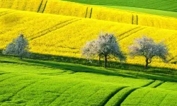 Mersin'de Geniş Alan İcraya Düştü: Bu Rakamı İlk Getiren Alacak