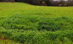 Mersin'de Portakal Bahçesi Satılacak: Bu Rakamı Getiren Mahkemeden Tapuyu Alacak