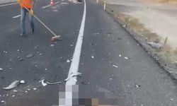 Otomobilin Çarptığı 2 At Öldü