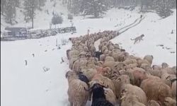 Ordu’da yoğun kar, çobanlara ve sürüye zor anlar yaşattı