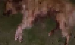 Samsun’da 9 Köpek Tabanca İle Vurularak Öldürüldü, Valilik Açıklama Yaptı