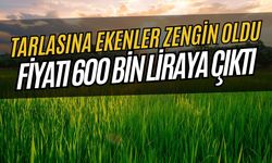 Tarlasına Ekenler Zengin Olacak: Fiyatı 600 Bin Liraya Kadar Çıktı