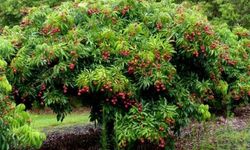 Türkiye'de sadece Mersin'de yetişiyor! Sağlığa faydaları saymakla bitmiyor