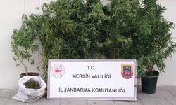 Erdemli’de Jandarmadan Uyuşturucu Operasyonu