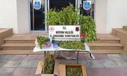 Mersin Akdeniz’de Yasadışı Kenevir Operasyonu