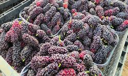 Karadut Üreticinin Yüzünü Güldürdü