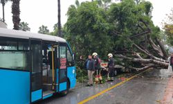 Mersin'de Faciadan Dönüldü: Dev Ağaç Araçların Üzerine Devrildi