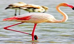 Göç Mevsimiyle Göksu Deltası’nda Kuşlar Görsel Şölen Sunuyor