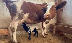 Anne Şefkati Tür Tanımadı: İnek Kuzuyu Emzirdi