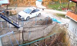 Ordu’da sokak köpeklerinin saldırdığı karaca öldü