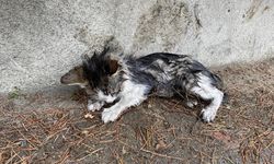 Mersin’de Soğuk ve Yağışlı Havada Sokak Hayvanları Unutulmadı