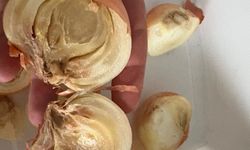 Mersin’de Soğan Alarmı: Dışı Sağlam, İçi Çürük Çıkıyor