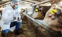 Şap Hastalığı Kentten Uzaklaştırıldı: "Vaka Yok, Endişeye Gerek Yok”