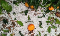 Dolu Yağışı Adana’da Tarımı Vurdu