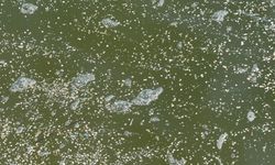 Mikroplastikler İnsan Vücudunu Kuşatıyor