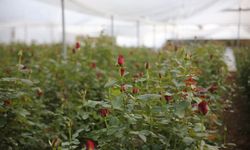 Mersin’de Gül Üretimi Hızla Yayılıyor