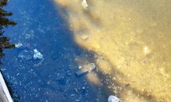 Kuraklık Seyhan Nehri’ni Vurdu: Balıklar Can Çekişti