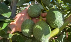 Tropikal Meyvelere Yoğun Talep: Üretimde Hızlı Artış