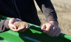 Çukurova’da Buğday Ekimi Başladı