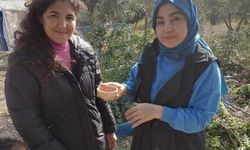 Osmaniye'de Safrana İlgi Artıyor