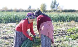 Adana’da Pırasa Hasadı Başladı