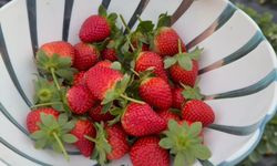 Mersin'de Çilekte Kış Hasadı