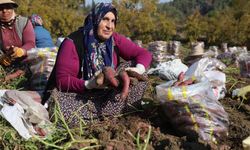 Kuraklık Tatlı Patatesi Vurdu, Çiftçi Son Hasadı Yaptı
