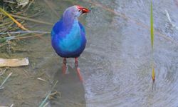 Nesli Tehlikedeki Saz Horozu Doğada Görüntülendi