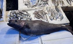 Mersin’de Balık Tezgahında Sürpriz Konuk: ‘Atlas Balığı’